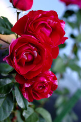 red rose in garden