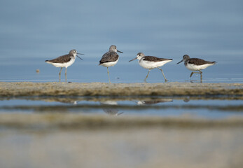 Common Greenshanks