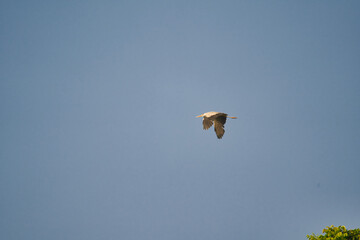 birds flying in the sky