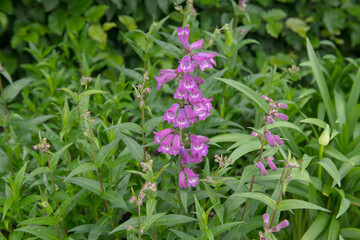 Obraz premium Summer Flowering Purple Flowers of Penstemon Vesuvius 'Yasius' Plant (Volcano Series) Growing in a Herbaceous Border in a Country Cottage Garden in Rural Devon, England, UK