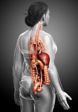 3d rendered medically accurate illustration of female Digestive System and heart