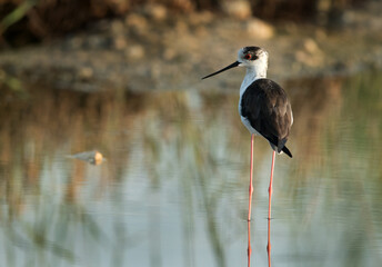 Obraz premium Closeup of Black-winged Stilt