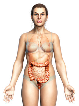 3d rendered, medically accurate illustration of female  large intestine anatomy