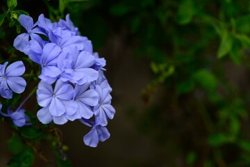 Cape leadwort or white plumbago flowers with natural blurred background.
