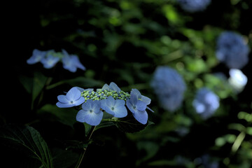 楊谷寺-額紫陽花