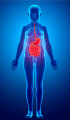 3d rendered, medically accurate illustration of a young girl stomach and small intestine