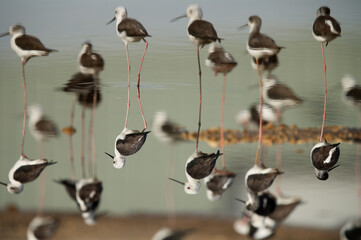 Black-winged Stilt and reflection on water, The image has been rotated upside down.