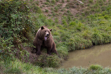 Roaring brown bear nearby of water