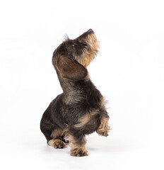 Hard-haired Dachshund on a white background.