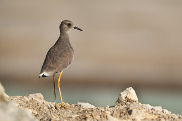 Closeup of White-tailed Lapwing, Bahrain