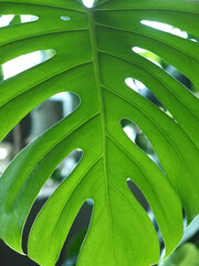 Monstera plant leaf closeup © Sergey
