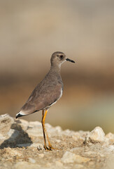 White-tailed Lapwing, Bahrain