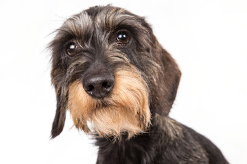 Hard-haired Dachshund on a white background.