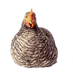 Barred Plymouth Rock hen isolated