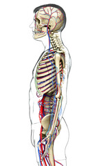 3d rendered medically accurate illustration of the male circulatory and skeleton system