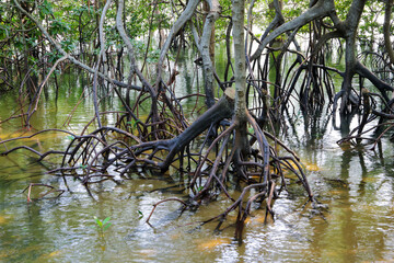 Mangrove Trees 2