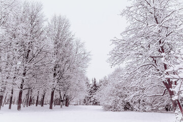 Snow-covered trees in the Park. Trees in snowy winter.A lot of snow in the Park. Cold winter