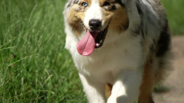 australian shepherd runs, slow motion