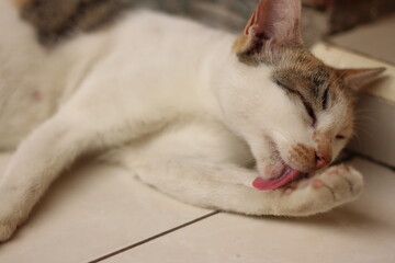 A cat portrait. Cat is posing in a home