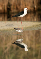 Obraz premium Black-winged Stiltand Marsh sandpiper at Asker marsh, Bahrain