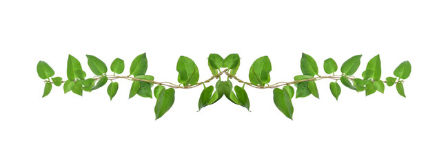 Floral Desaign. Twisted jungle vines liana plant with heart shaped green leaves isolated on white...