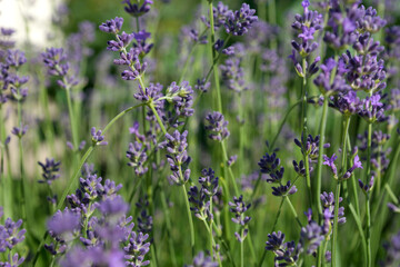 Purple lavender in the summer garden