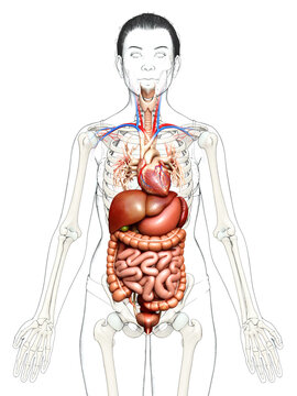 3d rendered medically accurate illustration of female Digestive System and heart