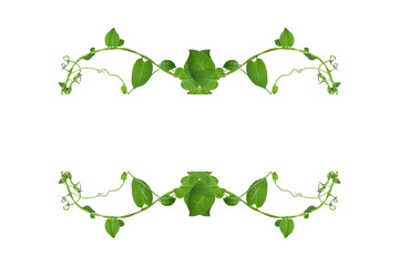 Floral Desaign. Twisted jungle vines liana plant with heart shaped green leaves isolated on white background, clipping path included.