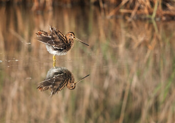 Common snipe shaking after bath, Bahrain