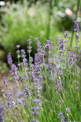 Purple lavender in the summer garden