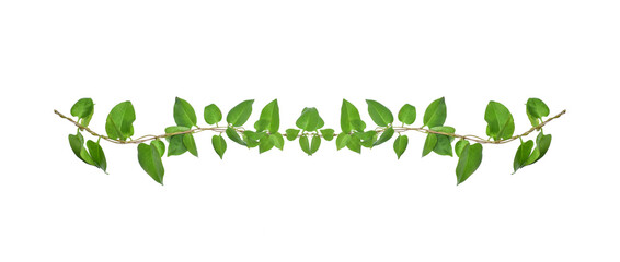 Floral Desaign. Twisted jungle vines liana plant with heart shaped green leaves isolated on white background, clipping path included. © nature design