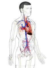 3d rendered, medically accurate illustration of a male lung anatomy