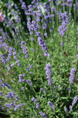 Purple lavender in the summer garden