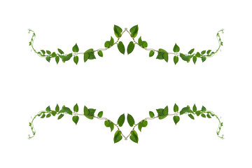 Floral Desaign. Twisted jungle vines liana plant with heart shaped green leaves isolated on white background, clipping path included.