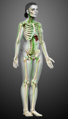 3d rendered medically accurate illustration of a female lymphatic system