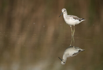 Common Greenshank and its reflection, Bahrain