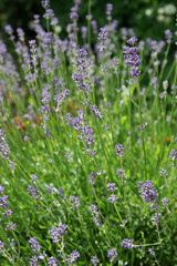 Purple lavender in the summer garden