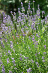 Purple lavender in the summer garden