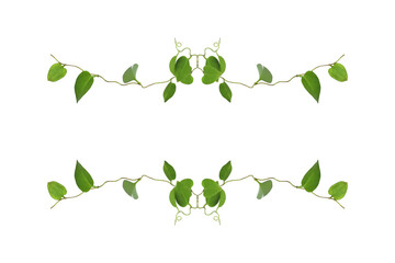 Floral Desaign. Twisted jungle vines liana plant with heart shaped green leaves isolated on white background, clipping path included.