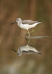 Common Greenshank and its beautiful reflection, Bahrain