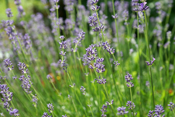 Purple lavender in the summer garden