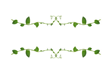 Floral Desaign. Twisted jungle vines liana plant with heart shaped green leaves isolated on white background, clipping path included.