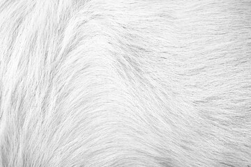 Fur cat texture gray patterns , animal natural skin abstract  background