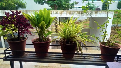 garden decorated with pots