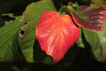 Kansas fall colorful Leaves at a park that's bright  and beautiful.