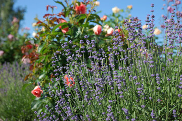 Purple lavender in the summer garden