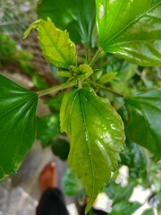 mango and jaswandi leaf