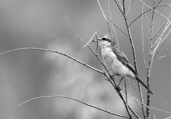 Isabelline Shrike perched on twig, Bahrain
