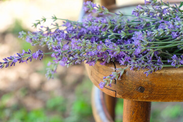 Pile of lavender on an old wooden chair in the morning light in Ukraine. Home growing. Copy space. 