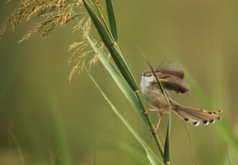 Graceful prinia, Bahrain